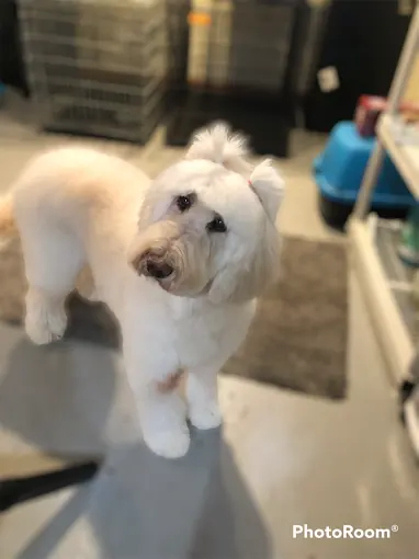 A white doodle with a short, rounded haircut sitting on a wooden deck