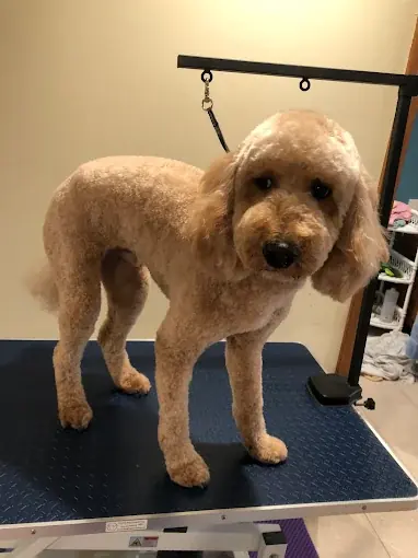 An apricot doodle standing on a grooming table during a bath and tidy