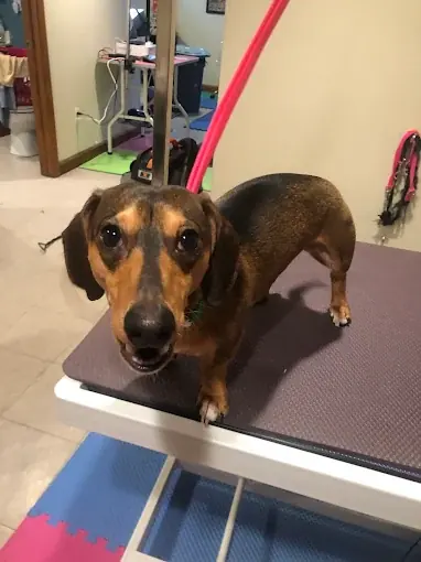 A black and tan dachshund being gently held on a grooming table
