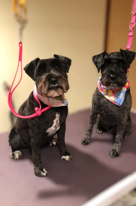 Two schnauzers in matching bandanas, breeds that often need ear hair attention